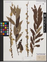 Foto von Salix caprea L. x Salix viminalis L.